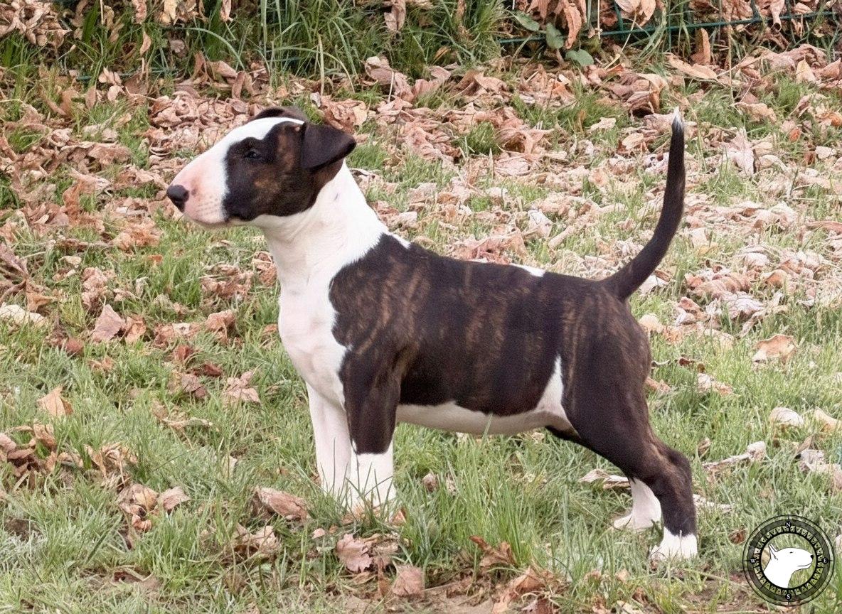 POISSON IVY WHOOPSIE DAISY